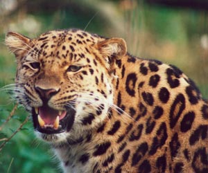 Alimentación de los leopardos