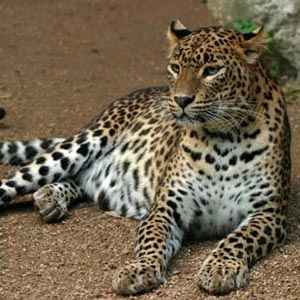 fotos-leopardos-p.jpg