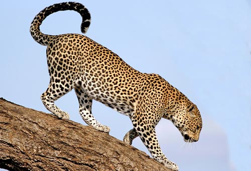 Leopardo de África. Leopardo africano