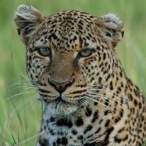 Leopardos. Fotos de leopardos